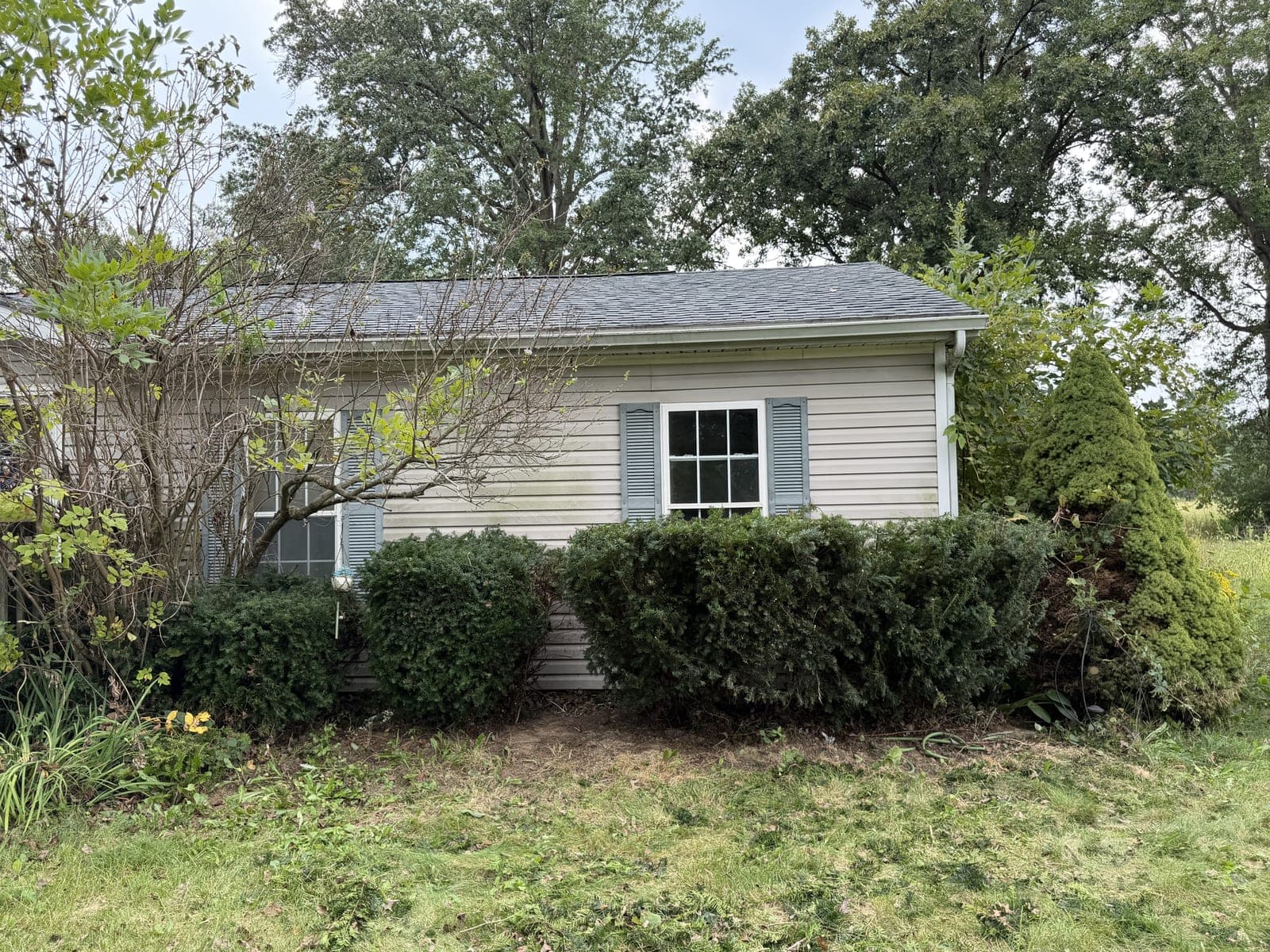 Overgrown Shrub Trimming in Lima, OH