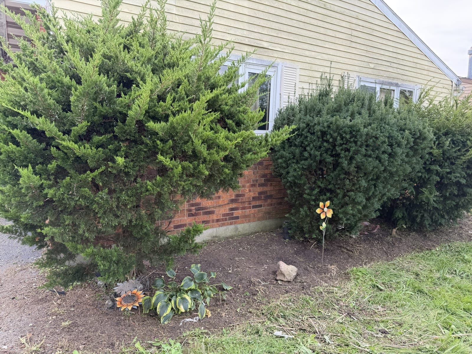 Bed cleared and cut back along a house