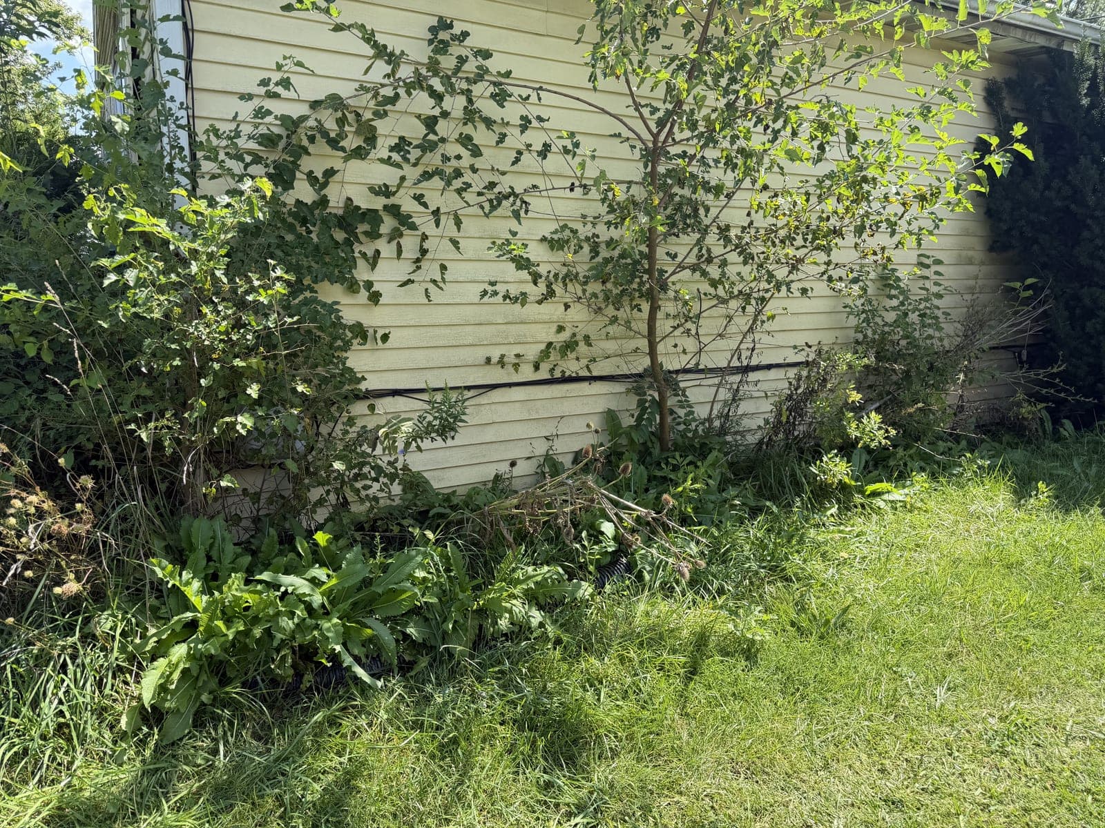 Weed-Choked Beds Cleared photo 3