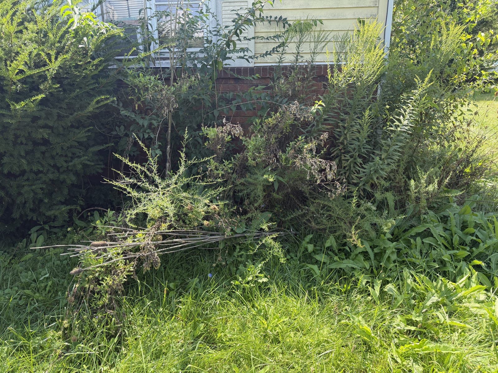 Before: Weed-Choked Beds Cleared, Lima, OH