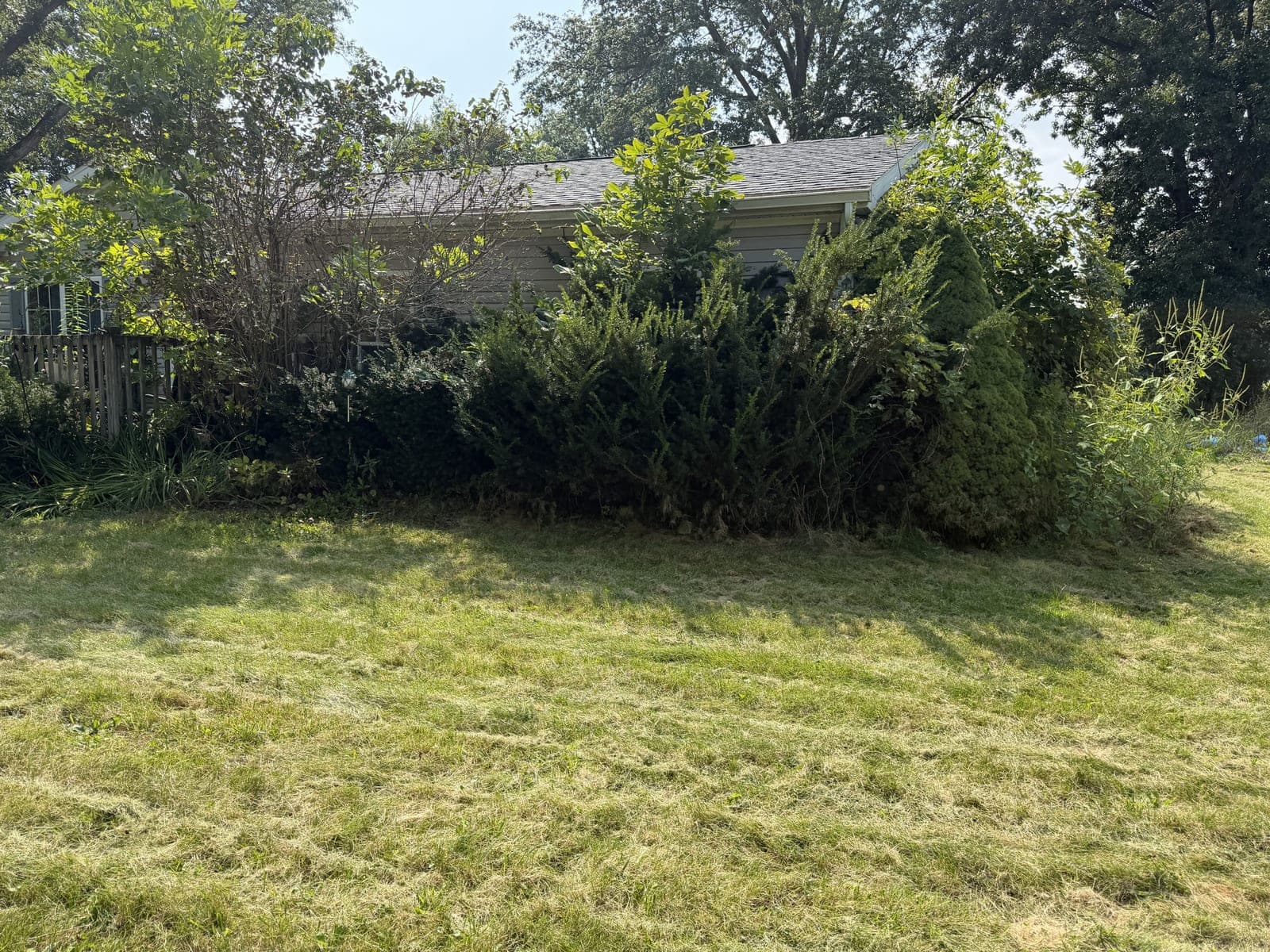 Overgrown Shrub Trimming photo 1