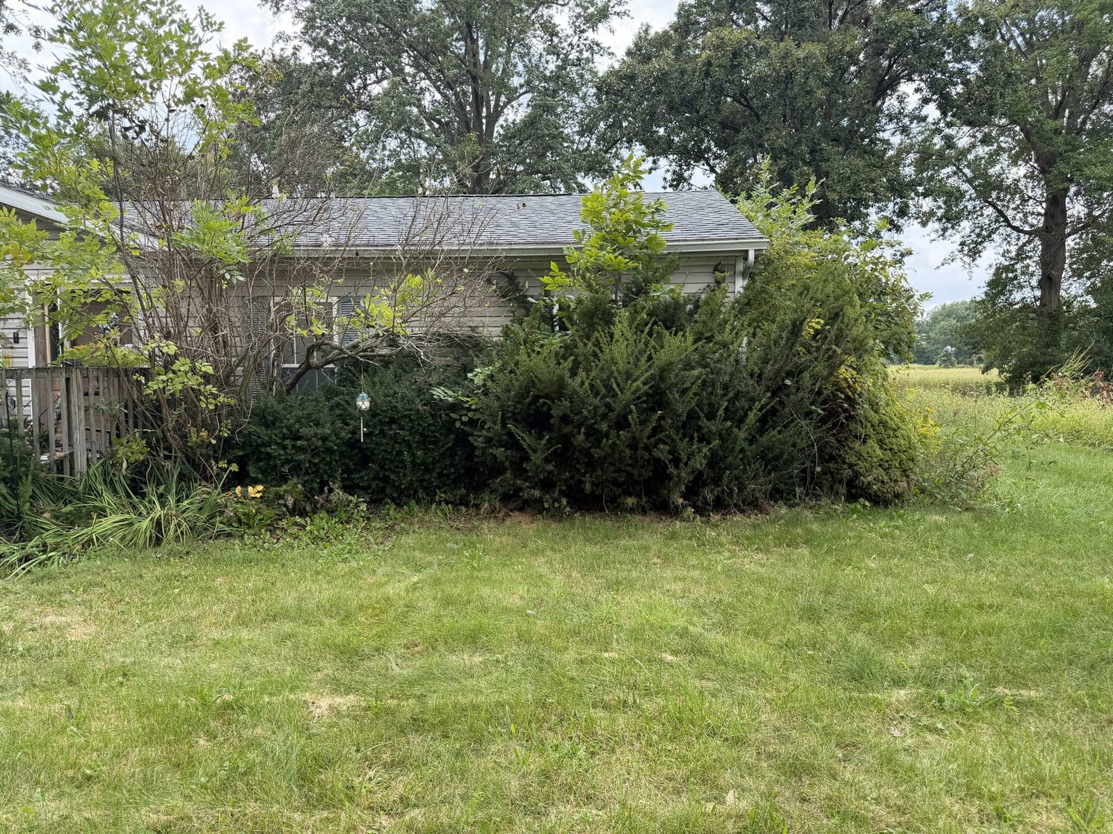 Before: Overgrown Shrub Trimming, Lima, OH