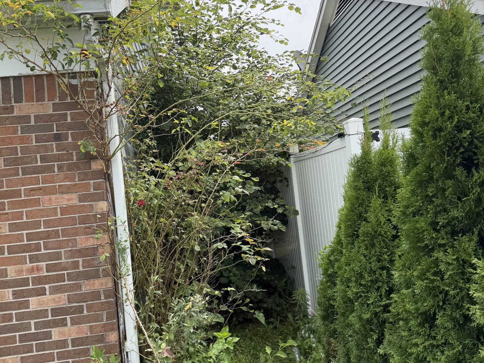 Overgrown side yard before cleanup